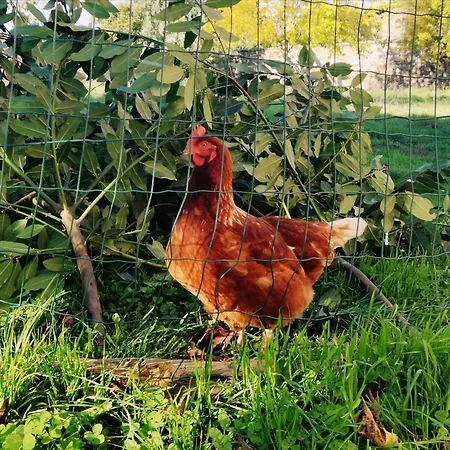 Casa Con En Pol, * 몬포르테데레모스